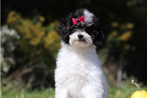 Inez - Miniature Poodle for sale