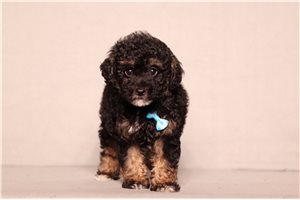Flint - Poodle, Miniature for sale