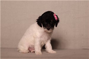 Ingrid - Poodle, Miniature for sale