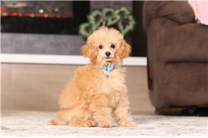 Gilbert - Miniature Poodle for sale