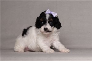 Inez - puppy for sale
