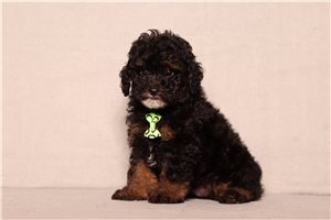 Gill - Poodle, Miniature for sale