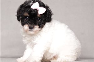 Geraldine - puppy for sale