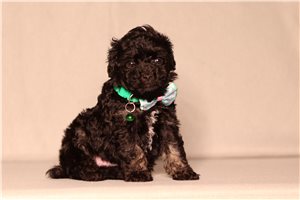 Kristoff - puppy for sale
