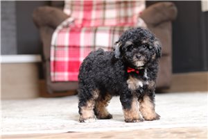 Flint - Poodle, Miniature for sale