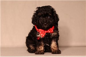Kalen - Poodle, Miniature for sale
