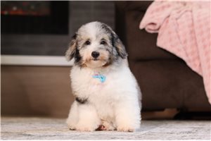 Amigo - Miniature Poodle for sale