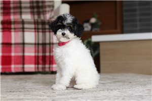 Inez - Poodle, Miniature for sale