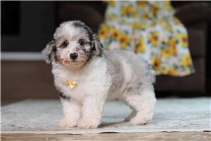Amigo - Poodle, Miniature for sale