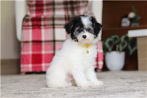 Izzy - Poodle, Miniature for sale