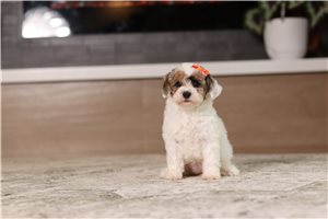 Etta - Miniature Poodle for sale