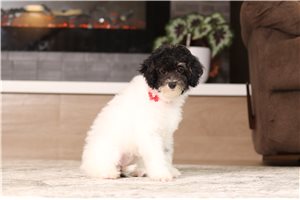 Ingrid - Miniature Poodle for sale