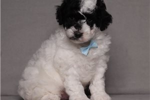 Elias - Miniature Poodle for sale