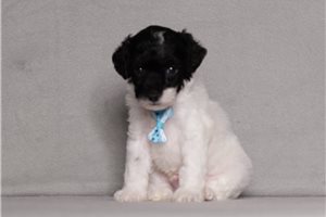 Iziah - Poodle, Miniature for sale