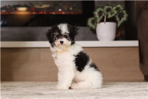 Izzy - Miniature Poodle for sale
