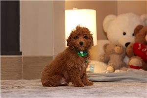 Carter - Miniature Poodle for sale