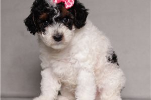 Faye - Poodle, Miniature for sale