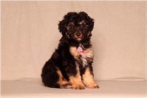 Jobie - Poodle, Miniature for sale