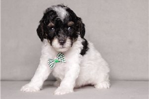 Ives - puppy for sale