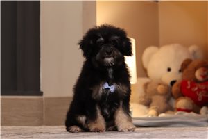 Flint - puppy for sale