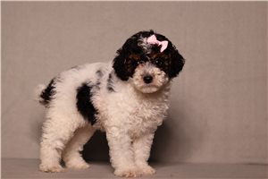 Faye - Poodle, Miniature for sale