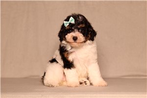 Joan - Poodle, Miniature for sale