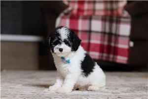 Izzy - Poodle, Miniature for sale
