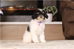 Ives - Miniature Poodle for sale