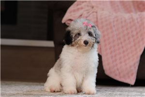 Amari - Poodle, Miniature, placed in Tuscarawas Co