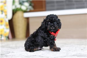 Dino - Poodle, Miniature, placed in Tuscarawas Co