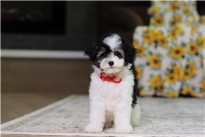 Izzy - Poodle, Miniature for sale