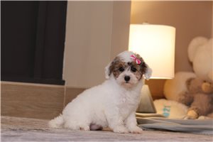 Etta - Miniature Poodle for sale