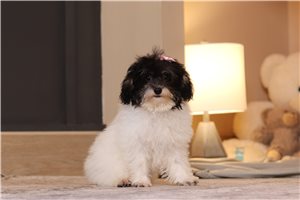 Geraldine - Miniature Poodle for sale