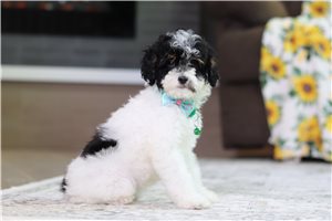 Inez - Miniature Poodle for sale