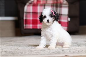 Indigo - Poodle, Miniature for sale