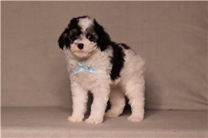 Izzy - Poodle, Miniature for sale