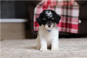 Ives - Poodle, Miniature for sale