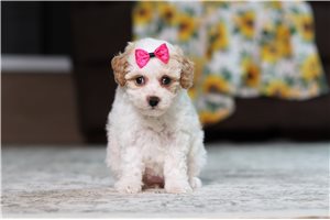 Doris - puppy for sale