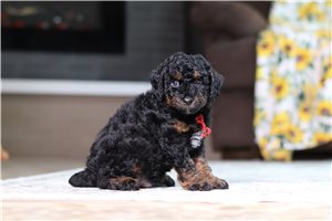 Dawson - puppy for sale