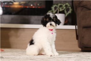 Inez - Miniature Poodle for sale