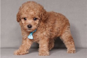 Gilbert - Poodle, Miniature for sale