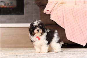 Beta - Miniature Poodle for sale