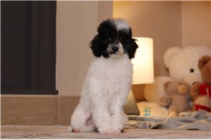 Elias - Miniature Poodle for sale