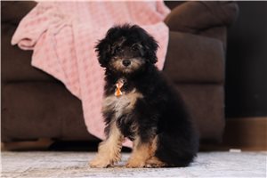 Jobie - Miniature Poodle for sale