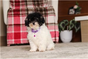 Geraldine - puppy for sale