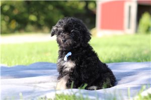 Kalen - Miniature Poodle for sale