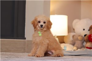 Gilbert - Miniature Poodle for sale