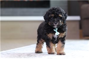 Bernie - Miniature Poodle for sale