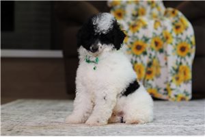 Elias - Poodle, Miniature for sale