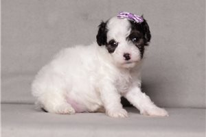 Indigo - puppy for sale